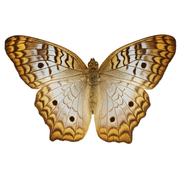 Mariposa Pavo real blanca - Anartia jatrophae