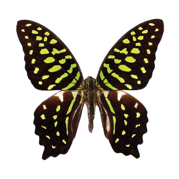 Graphium Agamenón
