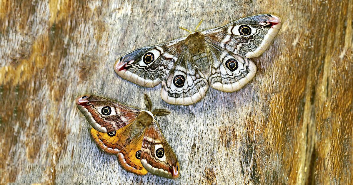 Detalle de la mariposa monarca en vuelo, con venas negras marcadas y colores intensos